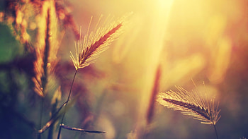 Plants, Objects, Wheat HD wallpaper