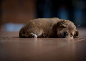Dog, sweet, dogs, puppies, cute, beautiful, playful, playful dog, puppy, dog face, pretty, animals, face, lovely HD wallpaper