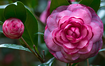 Pink camellias, Buds, Macro, Pink, Camellias HD wallpaper