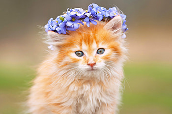 Sweetie , kitten, kitty, graphy, cute, cat, adorable, forget me not, sweetie HD wallpaper