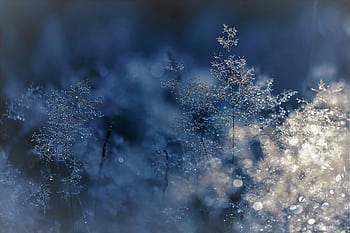 Capture of frosty grass with sparkling water droplets in the morning light, creating a dreamy effect. HD wallpaper