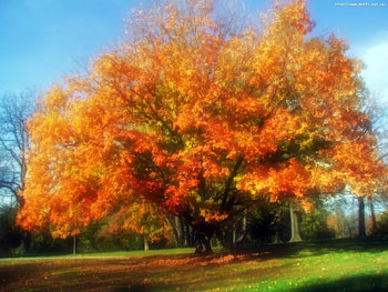Landscape, Trees, Autumn HD wallpaper