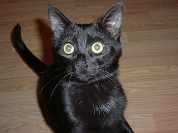 Cat, black HD wallpaper