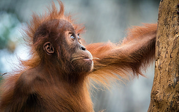 Orangutan, Playful monkeys, backgrounds HD wallpaper