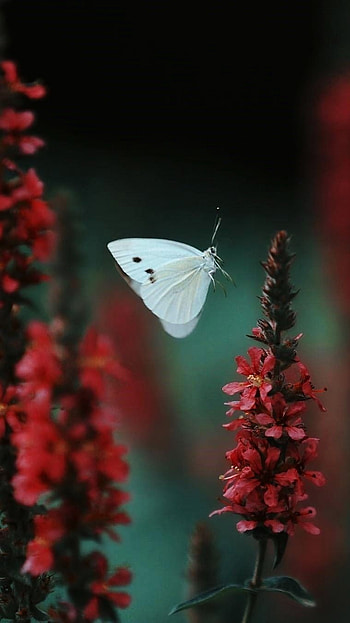 White Butterfly, Amazing Background HD phone wallpaper