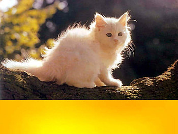 White pretty cat, animal, kitten, white, cat, pet HD wallpaper