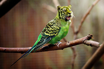 Animals, Tiger, hop, Budgerigar, Budgie HD wallpaper