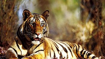 Tiger Full High Quality New Backgrounds HD wallpaper