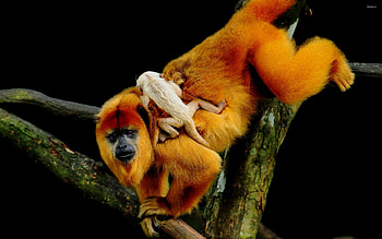 Monkey, golden lion tamarin, exotic wildlife, animal HD wallpaper
