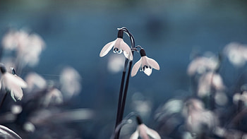 Snowdrops, flowers, nature, spring HD wallpaper