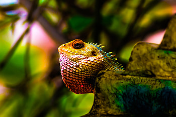 Animals, Color, Reptile, Scales, Scale, Iguana HD wallpaper
