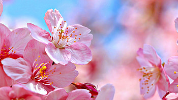 Cherry blossoms, blooming, scent, spring, tree, fragrance, beautiful, branch, pink, blossoms, petals, cherry HD wallpaper