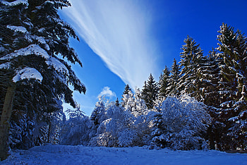 Winter, Nature, Sky, Snow, Forest HD wallpaper