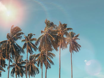 Idyllic palm trees with sun flare against a clear blue sky, evoking a tropical summer vibe. HD wallpaper