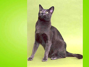 Grey cat on green, animal, kitten, grey, green, cat, pet HD wallpaper