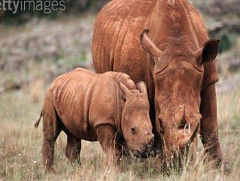 Rhinoceros Family, brown rhinocerous, dry grass HD wallpaper