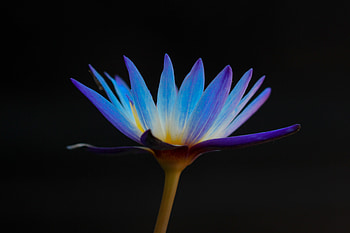 Flowers, Flower, Petals, Lily HD wallpaper