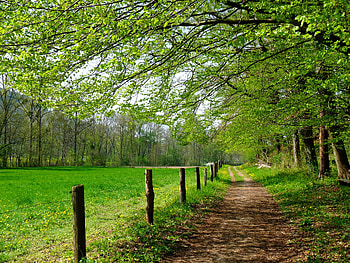 Landscape, Nature, Trees, Road, Field HD wallpaper