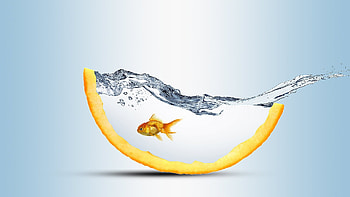 ღ, Orange slice, Water, Splash, Goldfish HD wallpaper