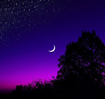 Moon, tree, starry night, silhouette, minimal HD wallpaper