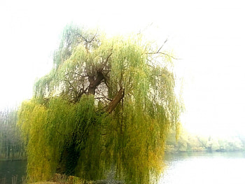 soft weeping willow, soft, willow, nature, green HD wallpaper