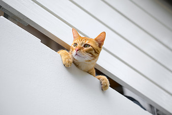 Cat, animal, kitten, kitty HD wallpaper