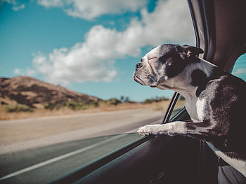 Animals, Dog, Journey, Window, Peek Out, Look Out, French Bulldog HD wallpaper