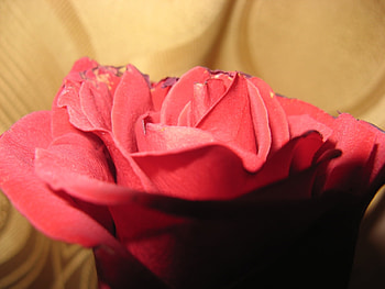 Plants, Flowers, Roses HD wallpaper
