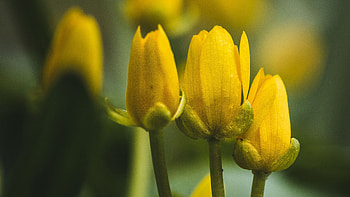 Closeup View Of Yellow Tulips Petals Flowers Buds Blur Background Flowers HD wallpaper