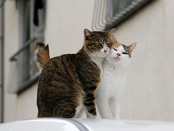 Animals, Cats, Love, Couple, Pair, Tenderness HD wallpaper