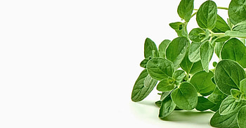 Marjoram bylinky, Marjoram HD wallpaper