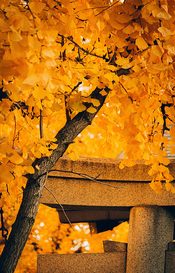 Nature, Autumn, Wood, Tree HD phone wallpaper