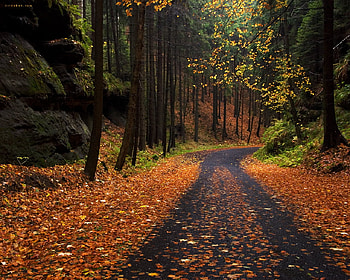 The way is speechles..., trees, way, autumn, nature HD wallpaper