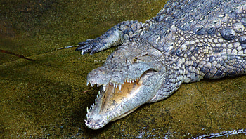 Nile crocodile, Alligators HD wallpaper