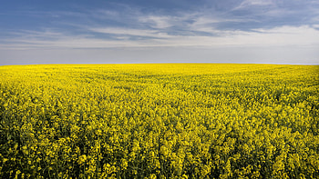 Yellow, Rapeseed, Flowers, Field, Plants, Bushes, Green, Leaves, Plants, Sunlight, Daytime, Blue, Clouds, Sky Nature HD wallpaper