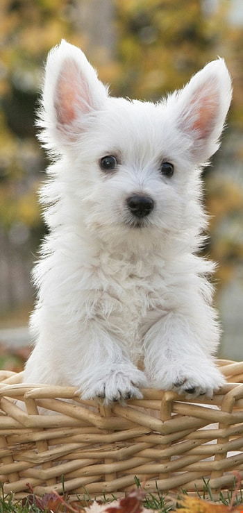 Pet , Top quality, Best resolution, Immersive beauty HD phone wallpaper