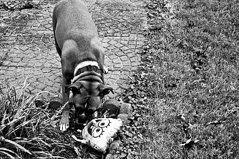 Boxer and Spongebob, dog, boxer, spongebob, black and white HD wallpaper