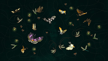 Moth graphy, Vibrant colors, Insect close-up, Nature's camouflage HD wallpaper