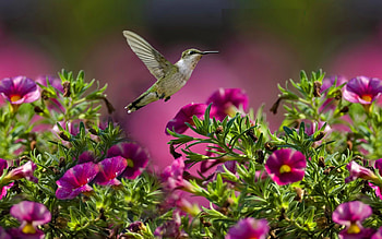 Bird and flower, Pink flower , Delicate hummingbird, Nature's harmony HD wallpaper