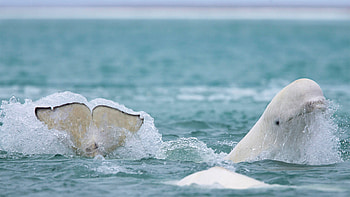 Beluga Whale, Canadian Arctic belugas, Spectacular Arctic itinerary, Exploring the land of ice HD wallpaper