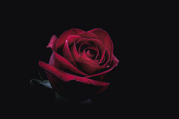 Rose Oled , rose, flowers, oled, dark, black HD wallpaper