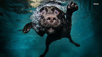 Animal, Dog, Dogs HD wallpaper