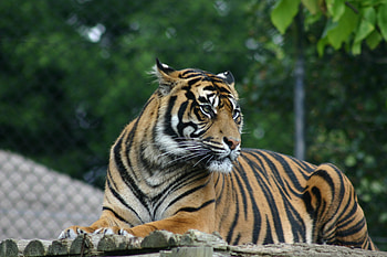 Animals, Muzzle, Predator, Big Cat, Sight, Opinion, Tiger, Stripes, Streaks HD wallpaper