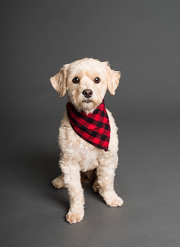 A cute white dog wearing a red checkered bandana, sitting in a studio setting. HD phone wallpaper