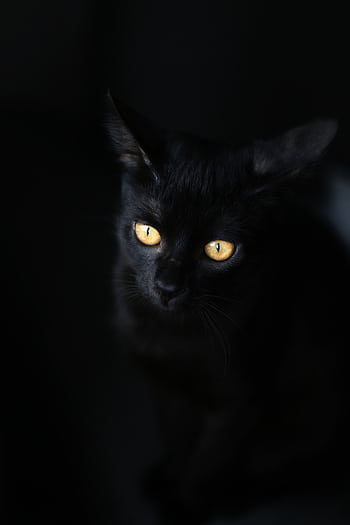 Captivating of a black cat with mesmerizing golden eyes on a dark background. HD phone wallpaper