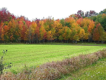 Autumn Foliage, trees, autumn, grass, sky HD wallpaper