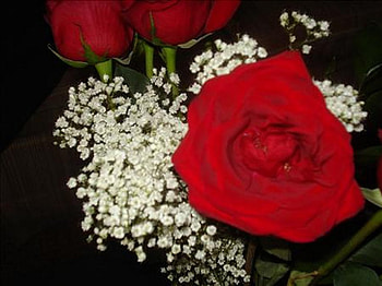 Valentine Rose, rose, valentine, love, valentines day HD wallpaper