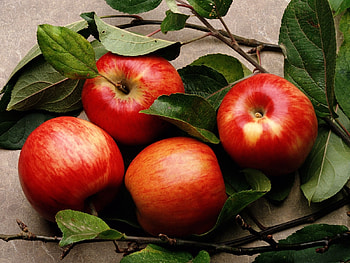 Fruits, Food, Apples HD wallpaper