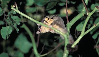 Sugar gliders, Natural beauty, Wilderness inhabitants, Nature's cuties HD wallpaper