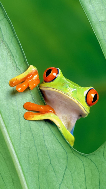 frog , High quality, collection, Animal graphy HD phone wallpaper